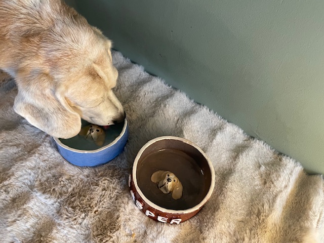 handgemaakte persoonlijke keramische eet- en drinkbak hond